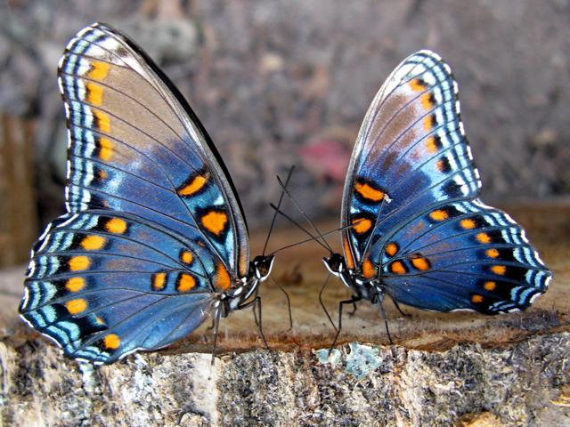 Все о бабочках в Махачкале | ЗооТом портал о животных