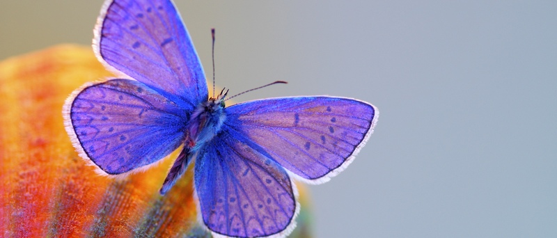 Все о бабочках в Махачкале | ЗооТом портал о животных