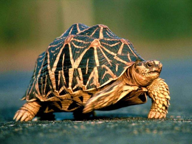 Все о черепахах в Махачкале | ЗооТом портал о животных