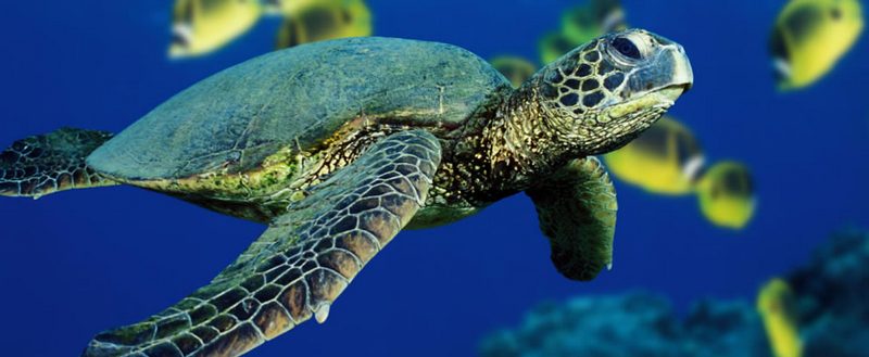 Все о черепахах в Махачкале | ЗооТом портал о животных