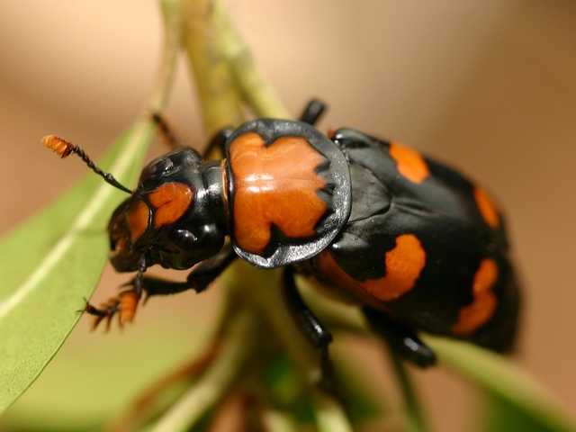 Все о жуках в Махачкале | ЗооТом портал о животных