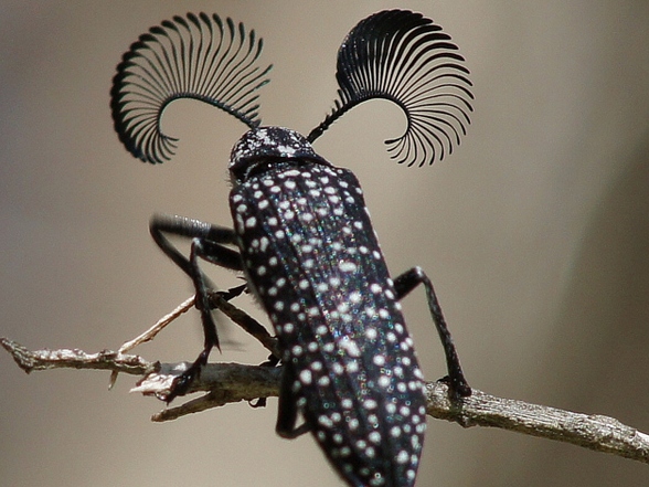 Все о жуках в Махачкале | ЗооТом портал о животных