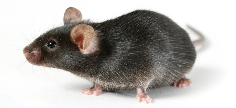 Все о крысах в Махачкале | ЗооТом портал о животных