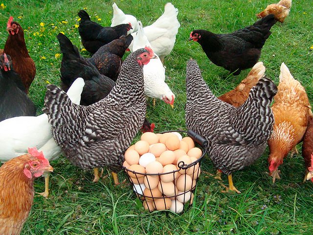 Содержание кур и уход за ними | ЗооТом - продажа, вязка и услуги для животных в Махачкале