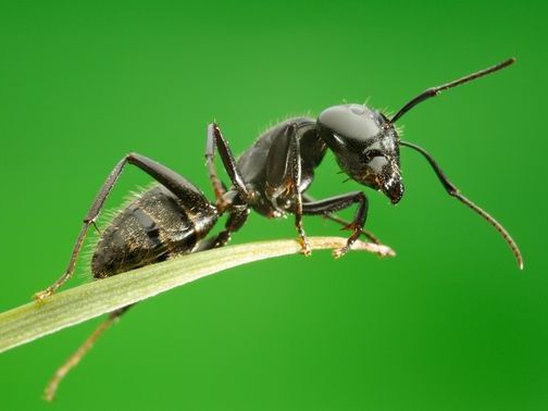 Все о муравьях в Махачкале | ЗооТом портал о животных