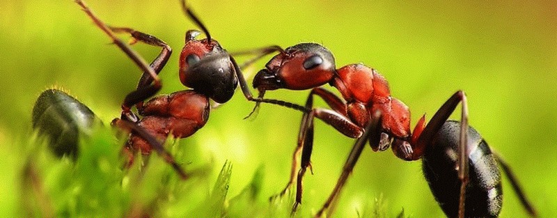 Все о муравьях в Махачкале | ЗооТом портал о животных