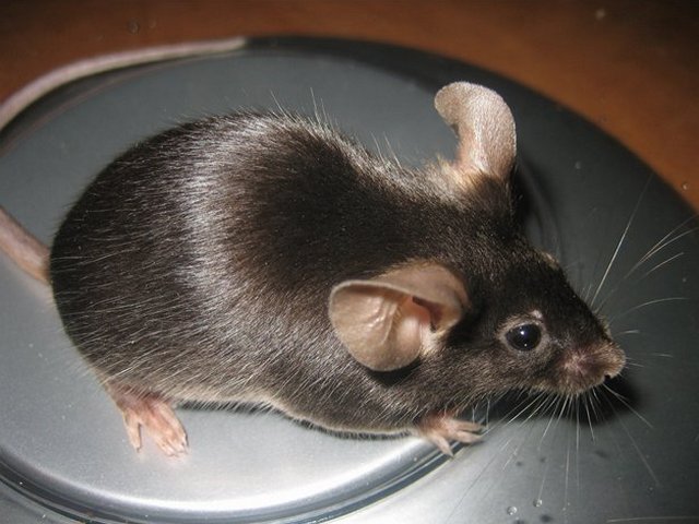 Все о мышах в Махачкале | ЗооТом - продажа, вязка и услуги для животных в Махачкале