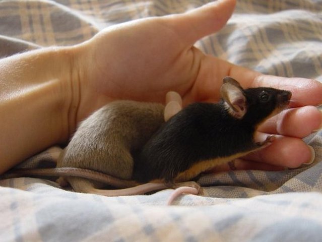 Все о мышах в Махачкале | ЗооТом - продажа, вязка и услуги для животных в Махачкале