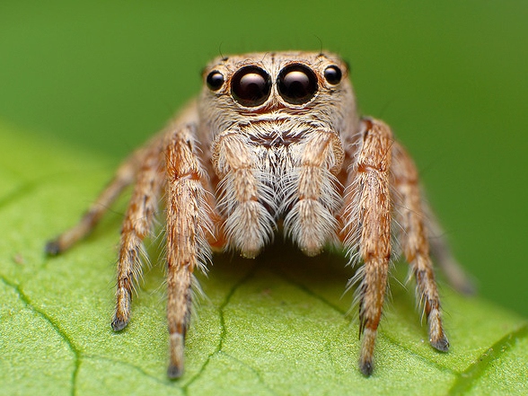 Все о пауках в Махачкале | ЗооТом портал о животных