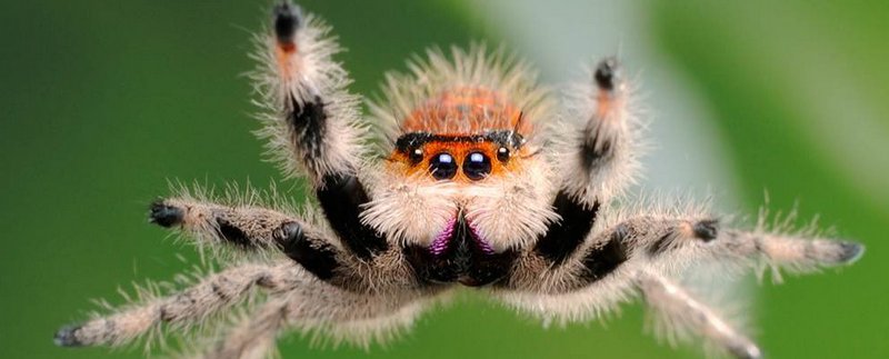 Все о пауках в Махачкале | ЗооТом портал о животных