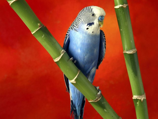 Все о попугаях в Махачкале | ЗооТом портал о животных