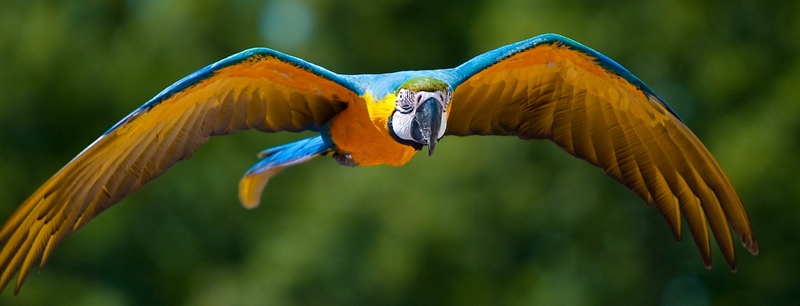Все о попугаях в Махачкале | ЗооТом портал о животных