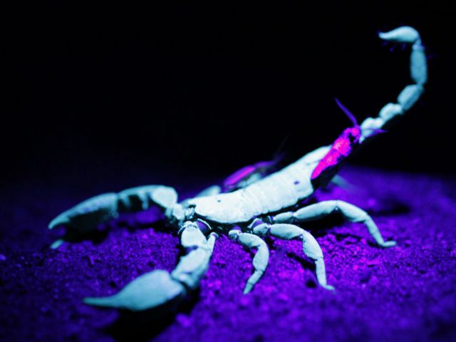 Все о скорпионах в Махачкале | ЗооТом портал о животных