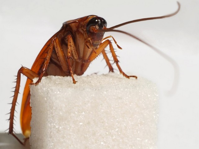 Все о тараканах в Махачкале | ЗооТом портал о животных