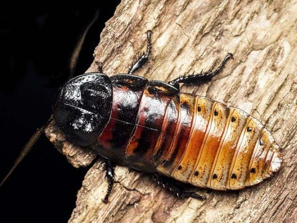 Все о тараканах в Махачкале | ЗооТом портал о животных