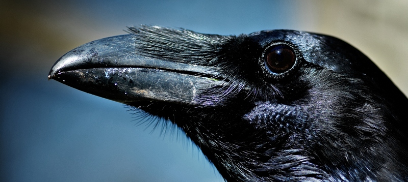 Все о воронах в Махачкале | ЗооТом портал о животных