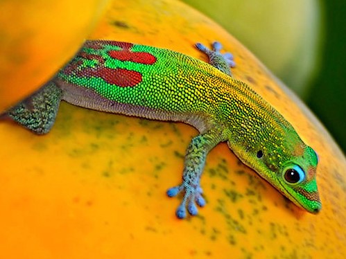 Все о гекконах в Махачкале | ЗооТом портал о животных