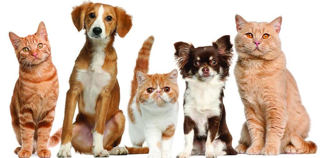 Доска объявлений о животных | ЗооТом - продажа, вязка и услуги для животных в Махачкале
