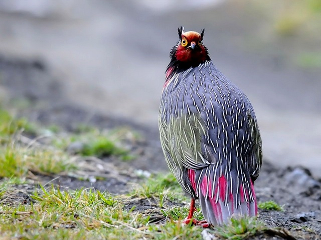 Все о фазанах в Махачкале | ЗооТом портал о животных