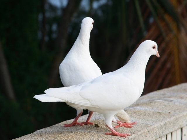 Все о голубях | ЗооТом - продажа, вязка и услуги для животных в Махачкале