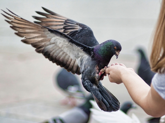 Все о голубях | ЗооТом - продажа, вязка и услуги для животных в Махачкале