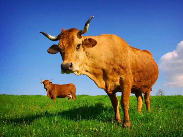 Все о коровах в Махачкале | ЗооТом портал о животных