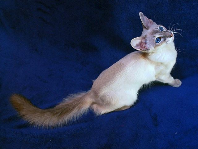 Выведенные породы кошек в Махачкале | ЗооТом портал о животных