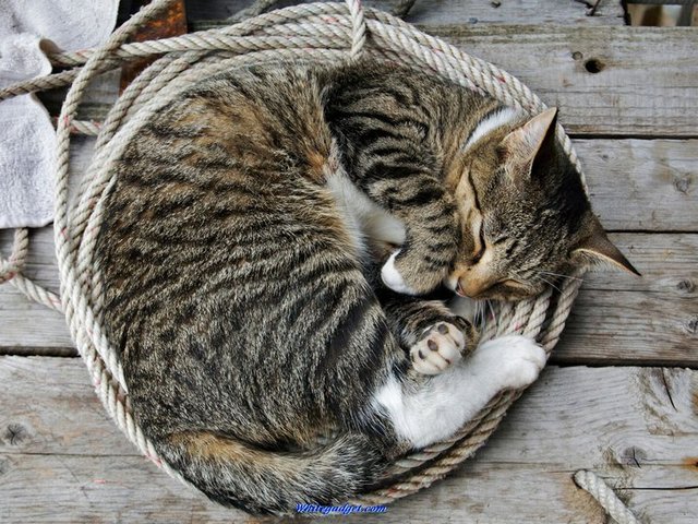 Все о кошках в Махачкале | ЗооТом портал о животных
