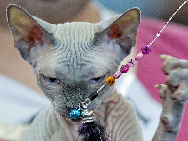 Выставки кошек в Махачкале | ЗооТом портал о животных
