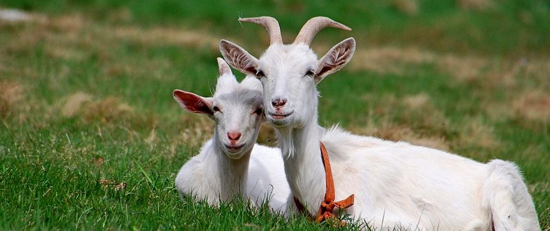 Все о козах в Махачкале | ЗооТом портал о животных