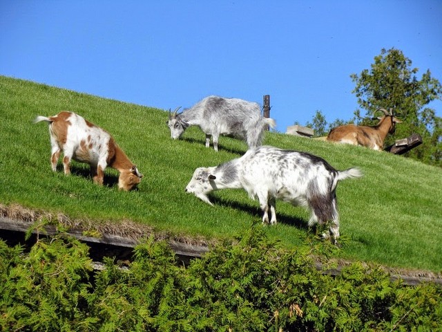 Все о козах в Махачкале | ЗооТом портал о животных