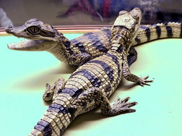 Все о крокодилах в Махачкале | ЗооТом портал о животных