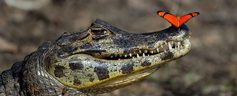 Все о крокодилах в Махачкале | ЗооТом портал о животных