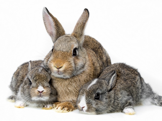 Все о кроликах в Махачкале | ЗооТом портал о животных