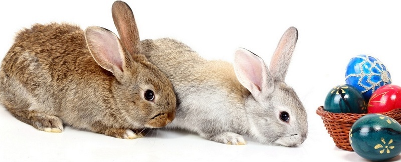 Все о кроликах в Махачкале | ЗооТом портал о животных