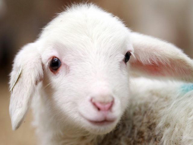 Овцы и бараны в Махачкале | ЗооТом портал о животных