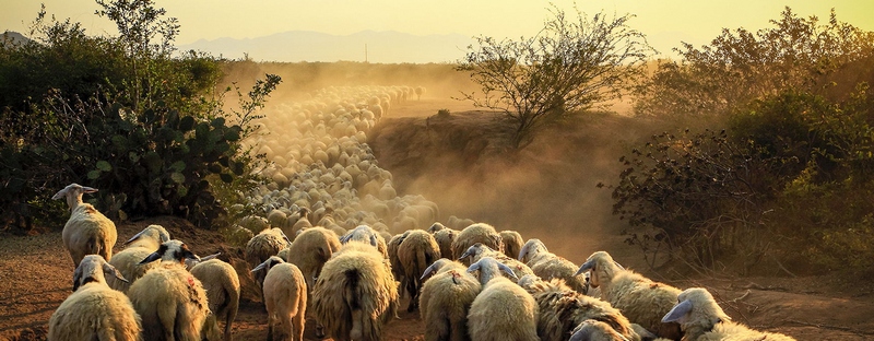 Все об овцах в Махачкале | ЗооТом портал о животных