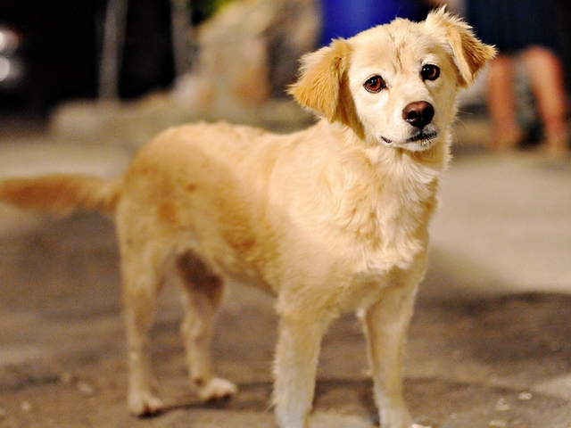 Породы собак в Махачкале | ЗооТом портал о животных