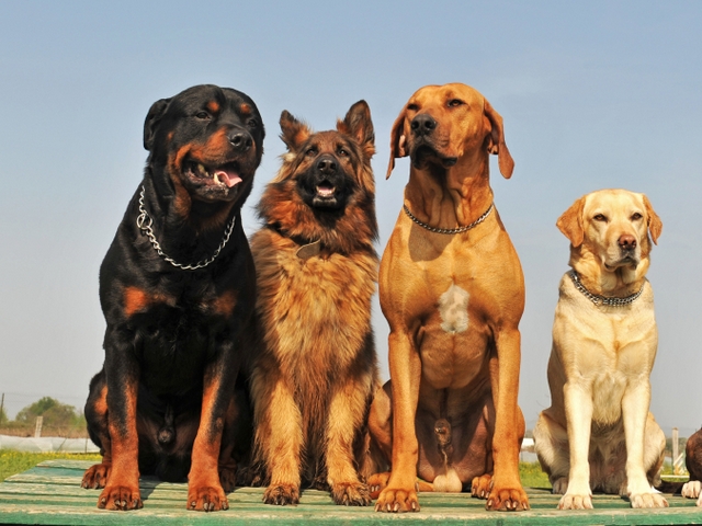 Крупные породы собак в Махачкале | ЗооТом портал о животных