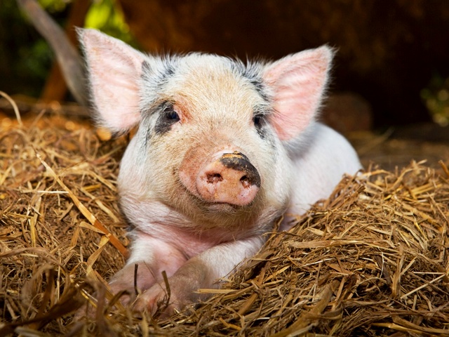 Все о свиньях в Махачкале | ЗооТом портал о животных