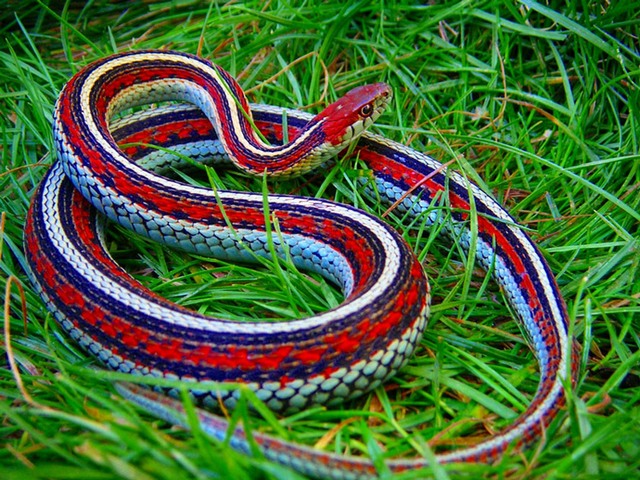 Все о змеях в Махачкале | ЗооТом портал о животных