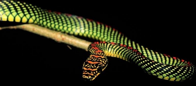 Все о змеях в Махачкале | ЗооТом портал о животных